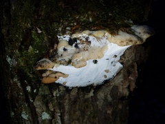 Rigidoporus
