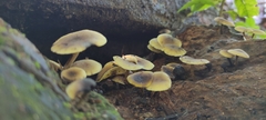 Fungi