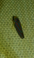 Graphocephala idonea
