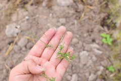 Wahlenbergia marginata