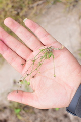 Wahlenbergia marginata