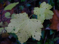 Ribes rubrum