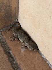 Tarentola angustimentalis