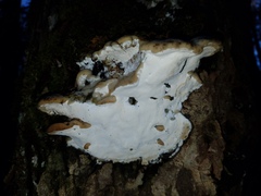 Rigidoporus