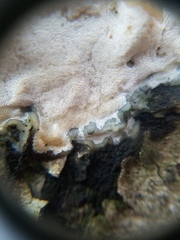 Rigidoporus