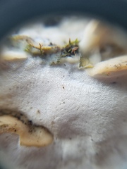 Rigidoporus
