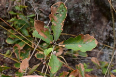 Quercus fabri