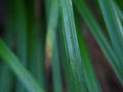 Carex sylvatica
