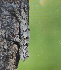 Sceloporus melanorhinus