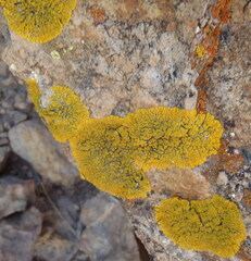 Candelina submexicana