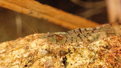 Caridina
