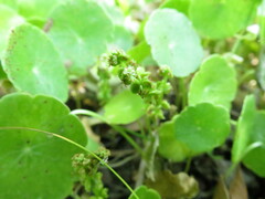 Hydrocotyle verticillata