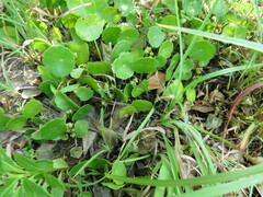 Hydrocotyle verticillata