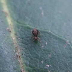 Dicyrtomidae