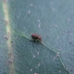 Dicyrtomidae
