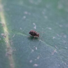 Dicyrtomidae