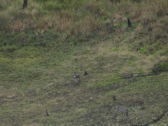 Odocoileus virginianus goudotii