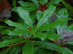 Rhododendron ponticum