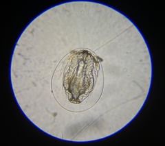 Caligidae