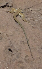 Aspidoscelis scalaris