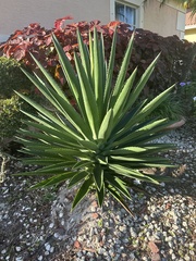 Agave decipiens