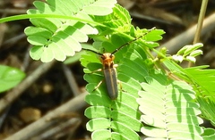 Essostrutha binotata