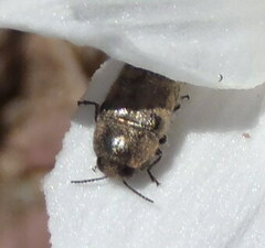 Acmaeodera