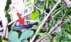 Naja sumatrana