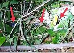 Naja sumatrana