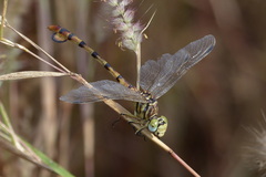 Phyllogomphus pseudoccidentalis