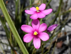 Ixia stricta