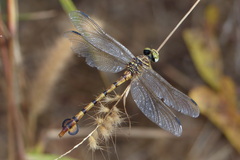 Phyllogomphus pseudoccidentalis