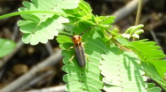 Essostrutha binotata