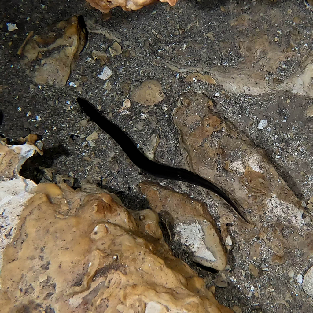 obscure swamp eel