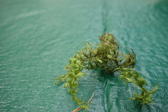 Hylocomium splendens