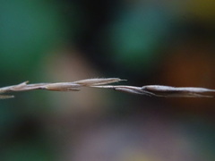 Brachypodium sylvaticum