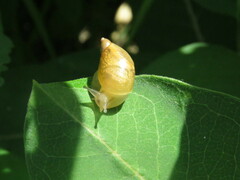 Succineidae