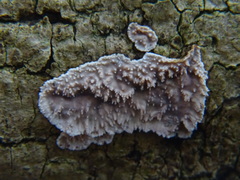 Eichleriella deglubens