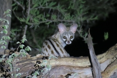 Genetta maculata