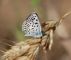 Euphilotes bernardino