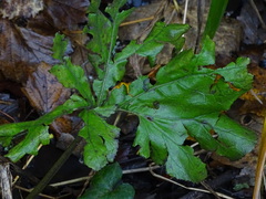 Heracleum mantegazzianum