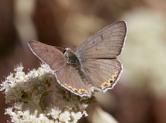 Tharsalea xanthoides