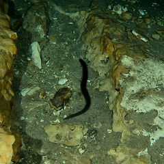 Ophisternon aenigmaticum