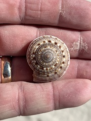 Architectonica nobilis