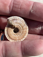 Architectonica nobilis