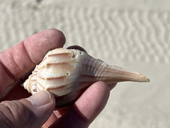 Sinistrofulgur pulleyi