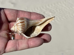 Sinistrofulgur pulleyi