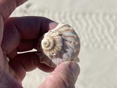 Sinistrofulgur pulleyi