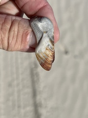 Lamarcka imbricata