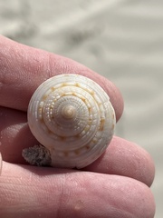 Architectonica nobilis